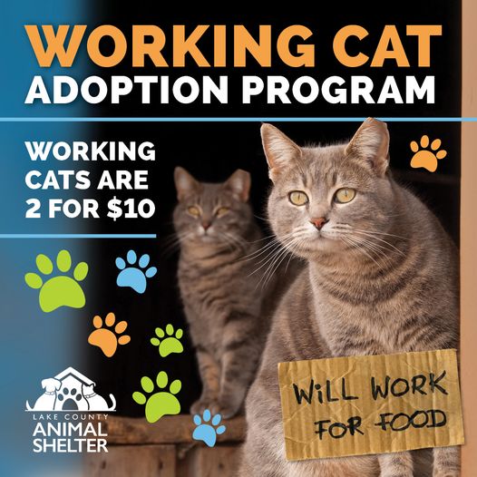 Adoptions at Lake County Animal Shelter
