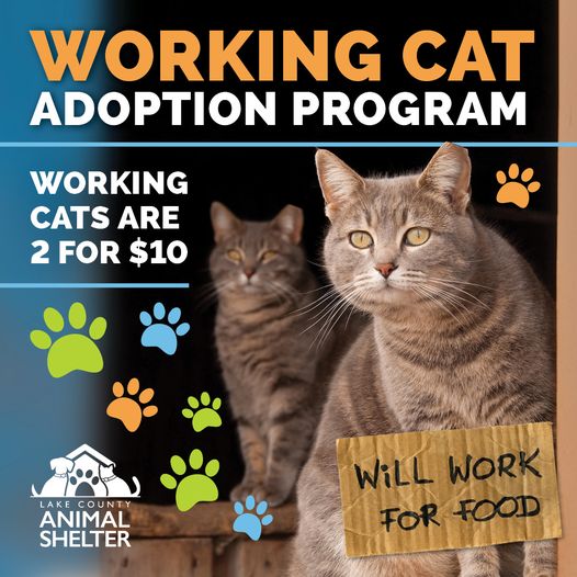 Working cats for 2024 adoption near me